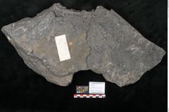 Foto (Objekt + Etikett) von Camptoteris sp. (NHMW-GEO-2024-0188-10650)